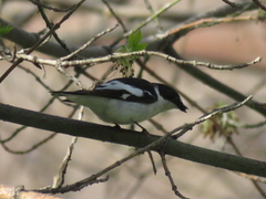 Ficedula semitorquata