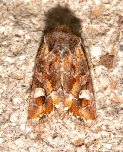 Lacinipolia lepidula