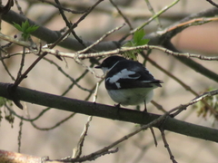 Ficedula semitorquata