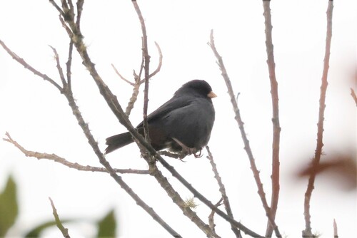 Paramo Seedeater (Catamenia homochroa), photo 10