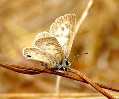 Leptotes cassius cassidula