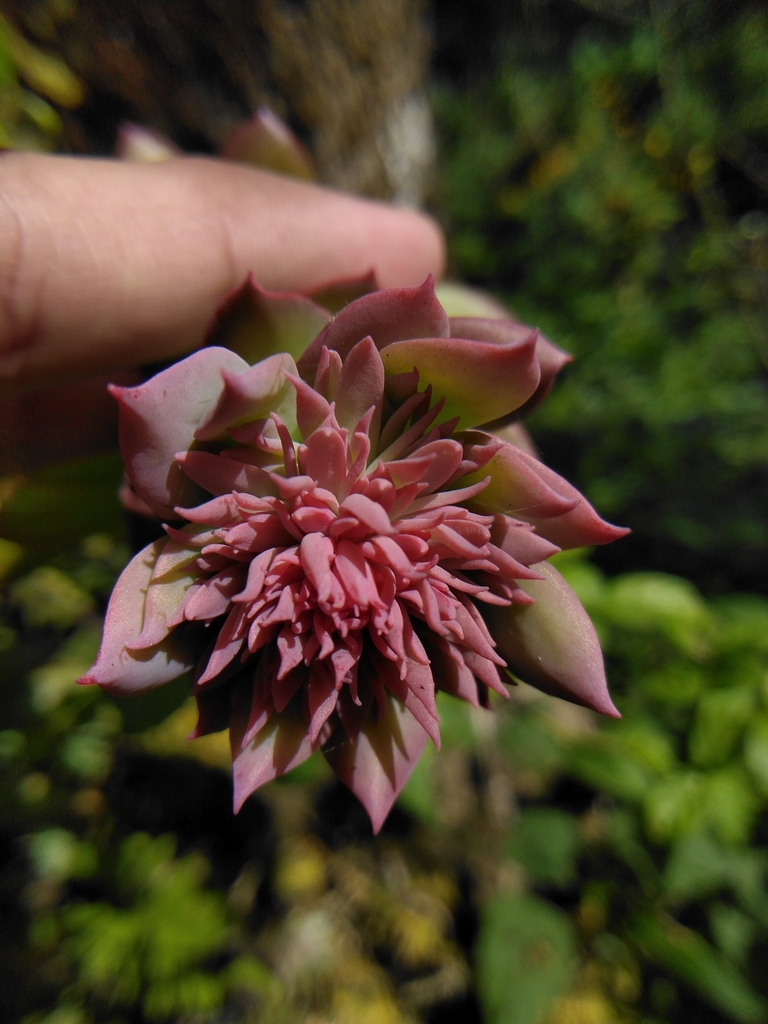 Echeveria rosea from Cerro Chicahuaxtla, Ixtaczoquitlán, Ver. on ...