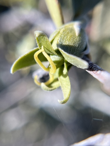 Simmondsia chinensis