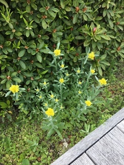 Pseudognaphalium affine
