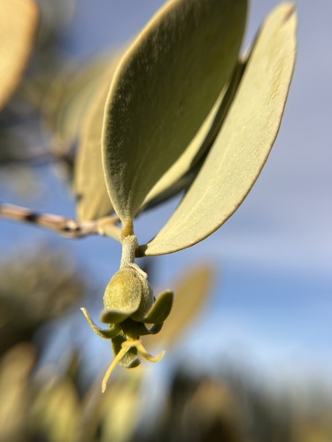 Simmondsia chinensis