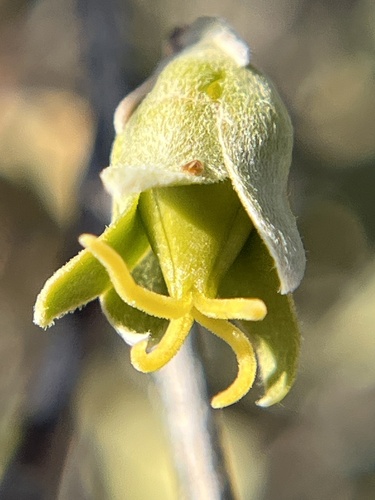 Simmondsia chinensis
