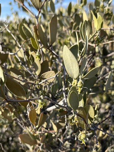 Simmondsia chinensis
