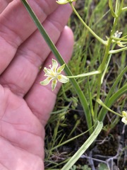 Toxicoscordion micranthum