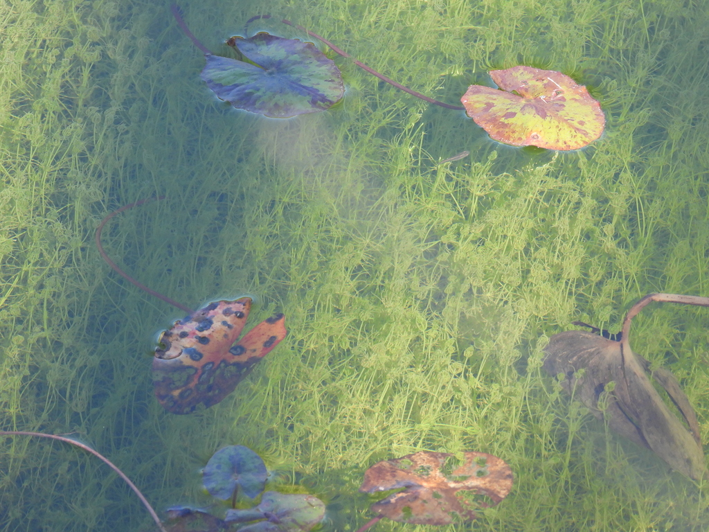 muskgrass from Austin Nature & Science Center, 2389 Stratford Dr ...