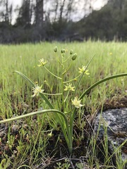 Toxicoscordion micranthum