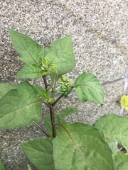 Solanum nigrum