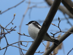 Ficedula semitorquata