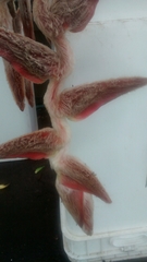 Heliconia vellerigera