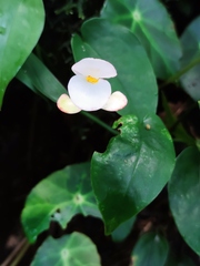 Begonia calderonii, photograph (c) Liliana Ramírez-Freire, some rights reserved (CC BY)