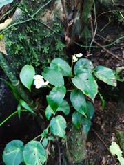 Begonia calderonii, photograph (c) Liliana Ramírez-Freire, some rights reserved (CC BY)
