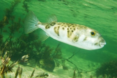 Contusus brevicaudus