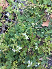 Trigonotis peduncularis