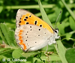 Lycaena phlaeas daimio