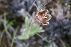 Fritillaria purdyi