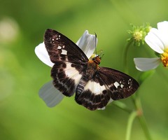 Gerosis phisara