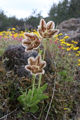 Fritillaria purdyi