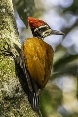 Malabar Flameback photo 1