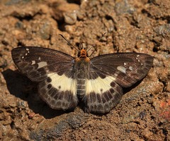 Gerosis phisara