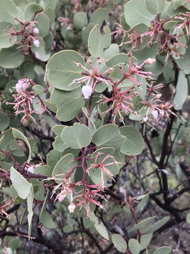 Arctostaphylos viscida ssp. pulchella