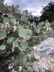 Arctostaphylos viscida pulchella
