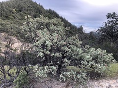 Arctostaphylos viscida pulchella