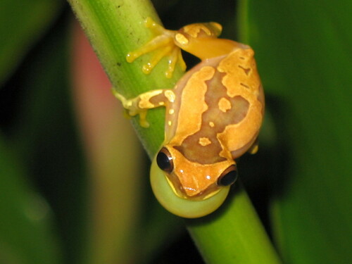 Harlequin Treefrog