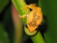 Hourglass Treefrog photo 1