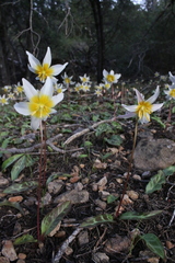 Erythronium helenae