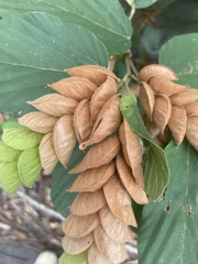 Flemingia strobilifera image