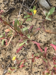 Camissoniopsis lewisii