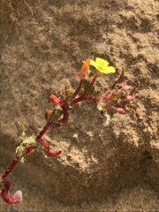 Camissoniopsis lewisii