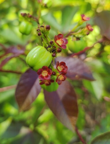 Bellyache Bush
