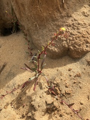 Camissoniopsis lewisii