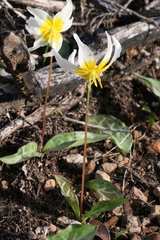 Erythronium helenae
