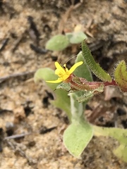 Camissoniopsis lewisii