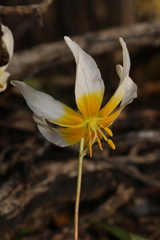 Erythronium helenae