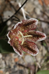 Fritillaria purdyi