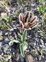 Fritillaria purdyi