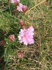 Armeria maritima sibirica
