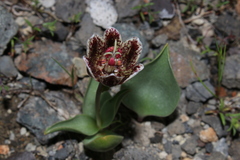 Fritillaria purdyi