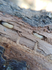 Scolytus intricatus