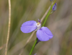 Comesperma sphaerocarpum