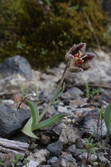 Fritillaria purdyi