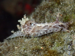 Stylocheilus rickettsi image