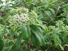 Pluchea carolinensis, recorded flowering